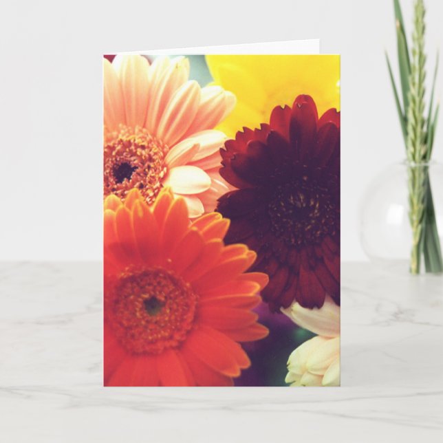 Blant Daisy Flower Photo Note eller Greeting Card Kort (Framsida)