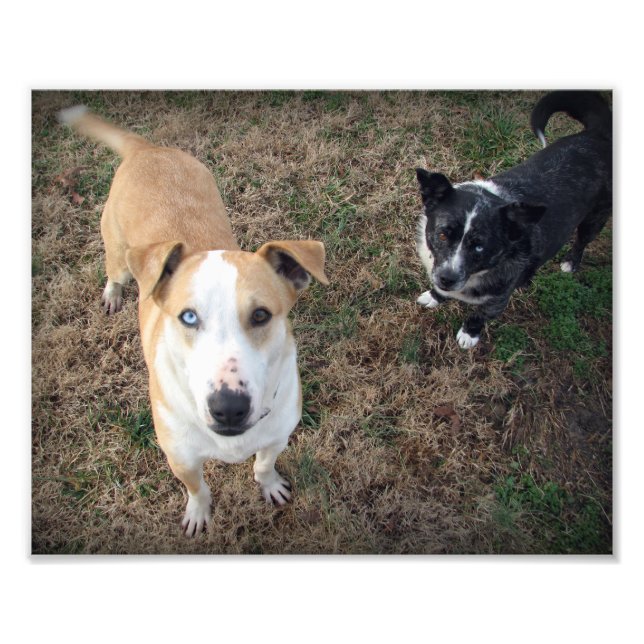 blåögd+brunögd fototryck (Framsidan)