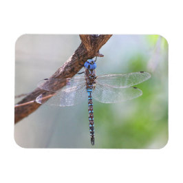 Blåögd Darner Dragonfly Magnet
