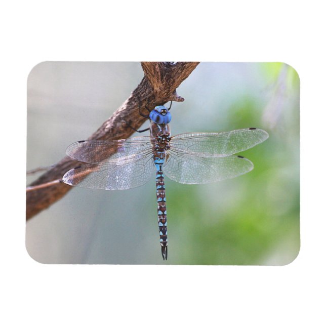 Blåögd Darner Dragonfly Magnet (Horisontell)