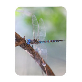 Blåögd Darner Dragonfly Magnet