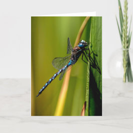 Blåögd Darner Dragonfly - Tack, ditt kort