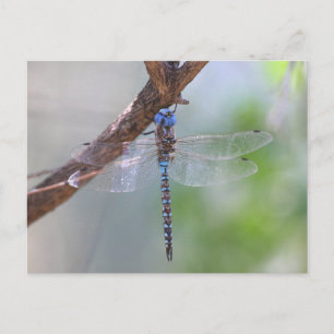 Blåögd Darner Dragonfly Vykort