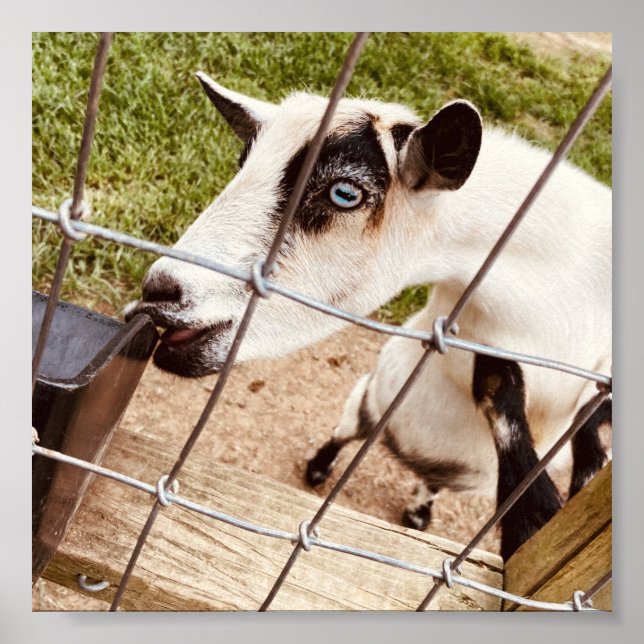 blåögd get poster (Framsidan)