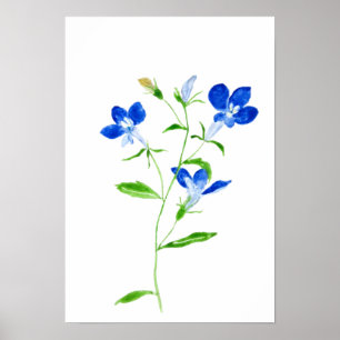 blåögd Mary-blomma Poster