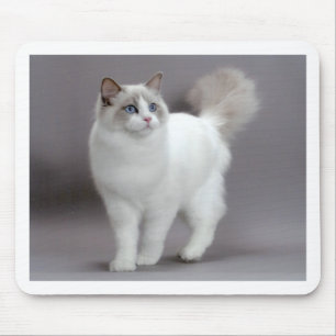 Blåögd Ragdoll katt Purfection Musmatta
