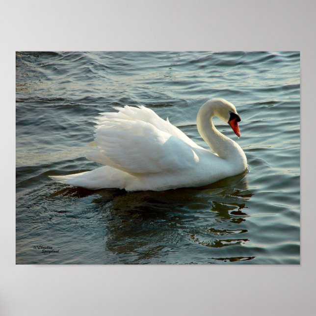 Blåögd Svan Poster eller skriver ut (Framsidan)