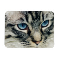 Blåögd Tabby katt Ansikte-ip