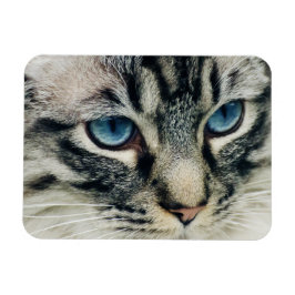 Blåögd Tabby katt Ansikte-ip Magnet