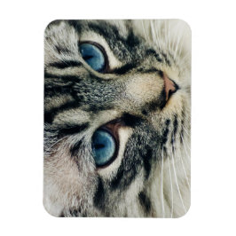Blåögd Tabby katt Ansikte-ip Magnet