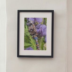 Blåögd Trollslända på Blomma Fototryck