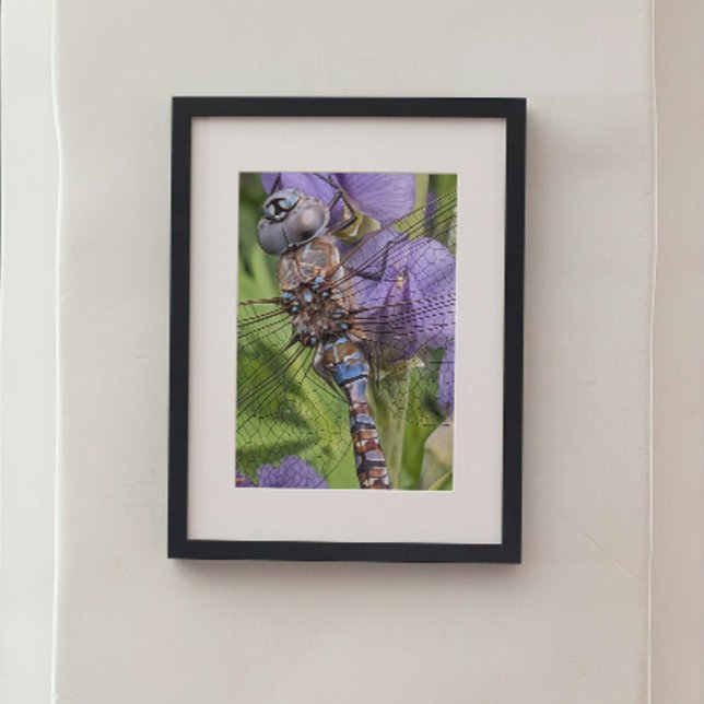 Blåögd Trollslända på Blomma Fototryck (In Situ Framed)