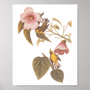 Blåögda Gulter i Sång Poster