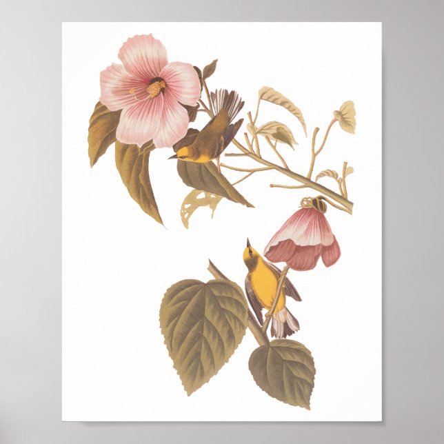 Blåögda Gulter i Sång Poster (Framsidan)