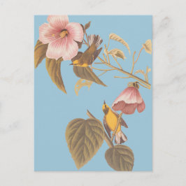 Blåögda Gulter i Sång Vykort