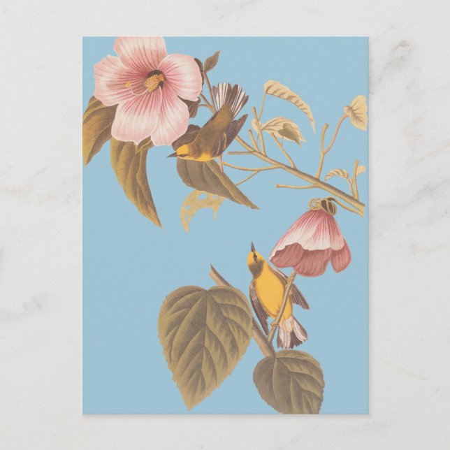 Blåögda Gulter i Sång Vykort (Framsida)