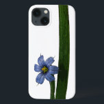 Blåögonblomma blomma och blad<br><div class="desc">Blåögon (Sisyrinchium angustifolium) är en av våra små,  inhemska amerikanska växtskatter. Den växer i min mosse och har de små blå blommorna som den du ser här.</div>