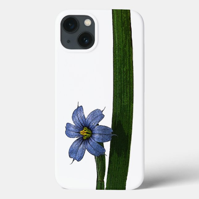 Blåögonblomma blomma och blad (Baksida)
