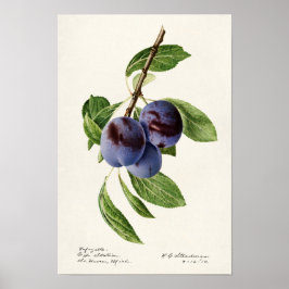 Blåplommon (Prunus Domestica) Färgning av frukt Poster