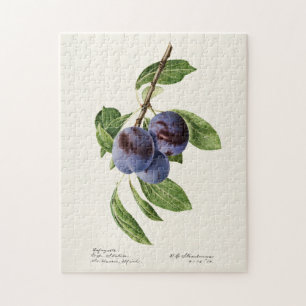 Blåplommon (Prunus Domestica) Färgning av frukt Pussel