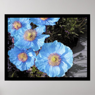 Blåpoppies Poster utskrifter
