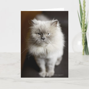 Blåpunkts Himalayan Cat tittar irriterad Kort