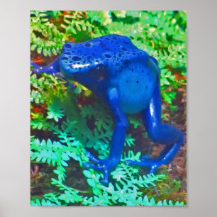 Blåpunktsgroda Poster