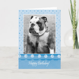 Blåpunktskort för Cute Bulldog Grattis på födelsed Kort