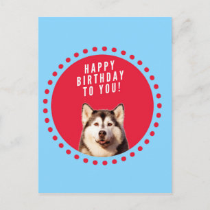 Blåröda prickar i Cute Siberian husky Grattis på f Vykort