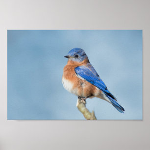 Blåsångare av lyckaaffischen poster