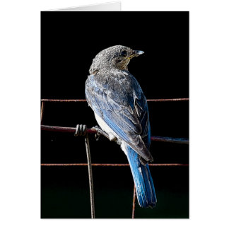 blåsångare hälsningskort