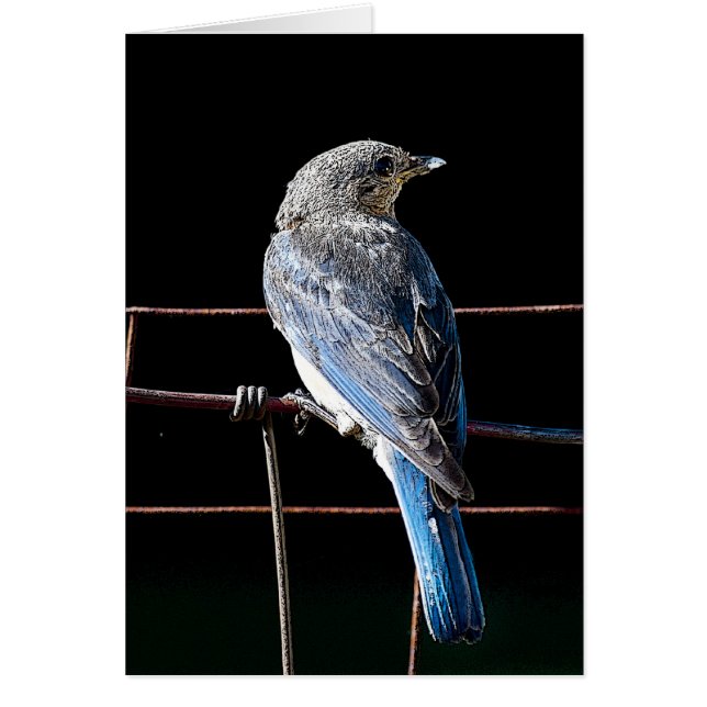 blåsångare hälsningskort (Framsidan)