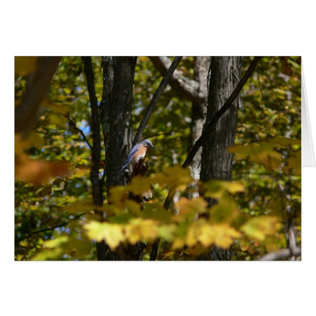 Blåsångare i solen hälsningskort (Framsidan Horizontal)