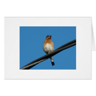 Blåsångare som önskar dig en dag av lyckan hälsningskort