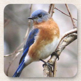 Blåsångarekustfartyg Underlägg