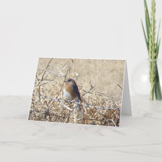 Blåsångaren & kardinalen, liv är en sångsjunga kort (Framsida)