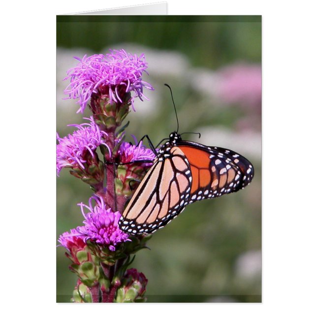 Blasing star och monarch butterfly hälsningskort (Framsidan)