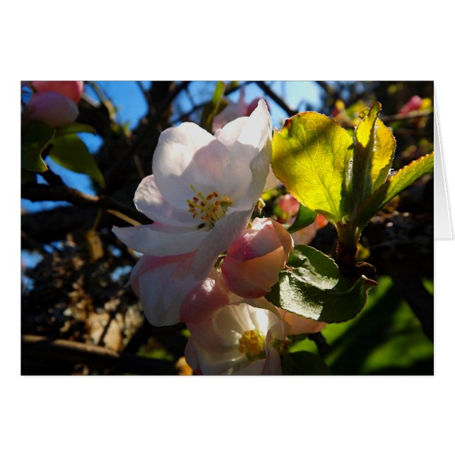 Blåskärmsblommor Hälsningskort (Framsidan Horizontal)