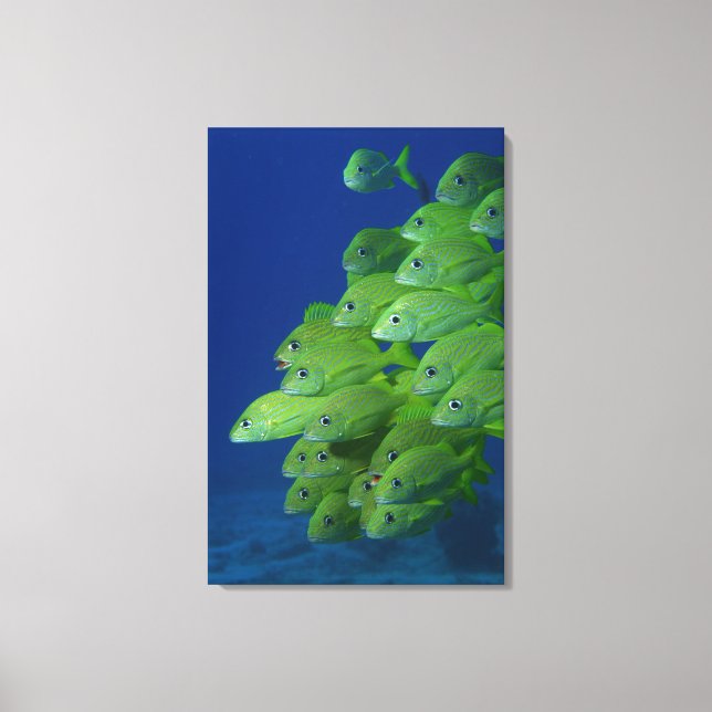 Blåsklädje- och margatgrunter i fransk canvastryck (Framsida)