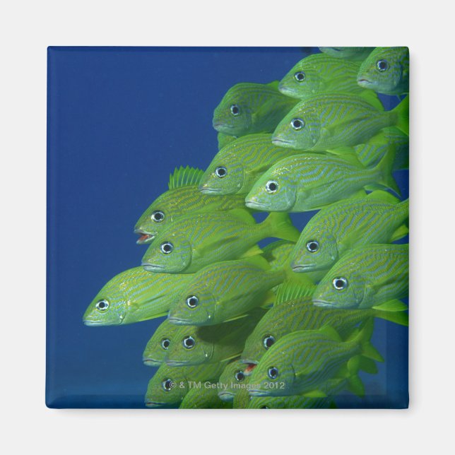 Blåsklädje- och margatgrunter i fransk magnet (Framsidan)