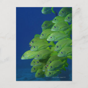 Blåsklädje- och margatgrunter i fransk vykort