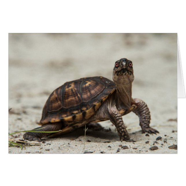 Blåsköldpadda Hälsningskort (Framsidan Horizontal)