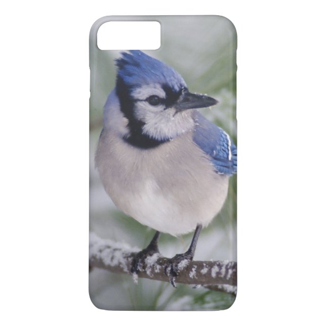 Blåskrika, Cyanocitta cristata Case-Mate iPhone Skal (Baksida)