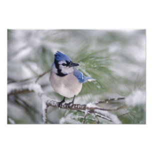 Blåskrika, Cyanocitta cristata Fototryck