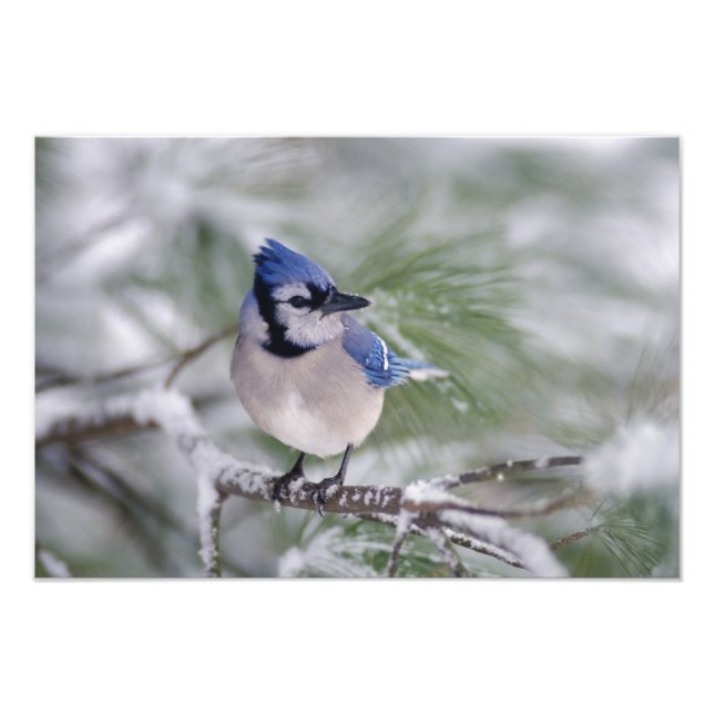 Blåskrika, Cyanocitta cristata Fototryck (Framsidan)