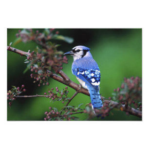 Blåskrika, Cyanocitta cristata Fototryck