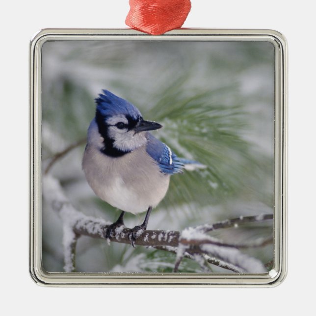 Blåskrika, Cyanocitta cristata Julgransprydnad Metall (Framsidan)