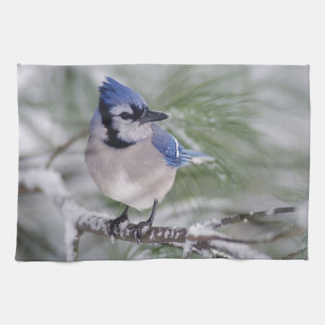 Blåskrika, Cyanocitta cristata Kökshandduk (Horisontell)