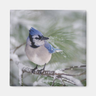 Blåskrika, Cyanocitta cristata Magnet
