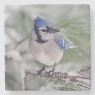 Blåskrika, Cyanocitta cristata Stenunderlägg